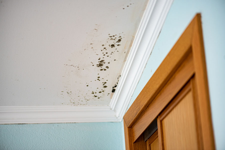 Mold-Infested Ceiling in a Bedroom